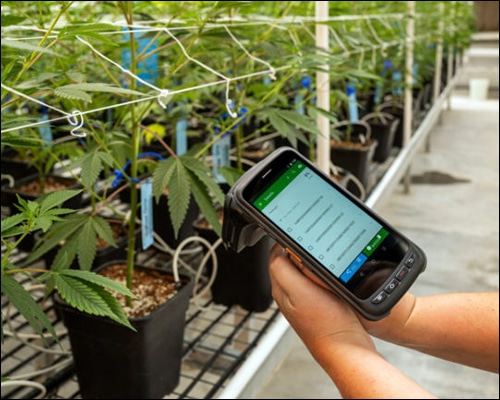 Colorado Marijuana Company Challenging RFID Tag Requirement